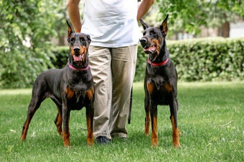 Doberman Pinscher As Family Pet