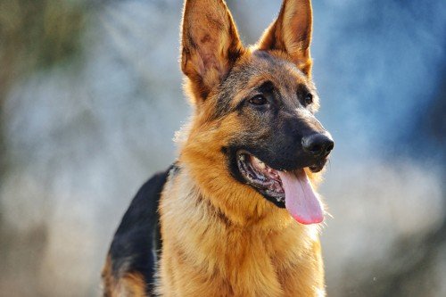German Shepherd: Intelligence and Loyalty