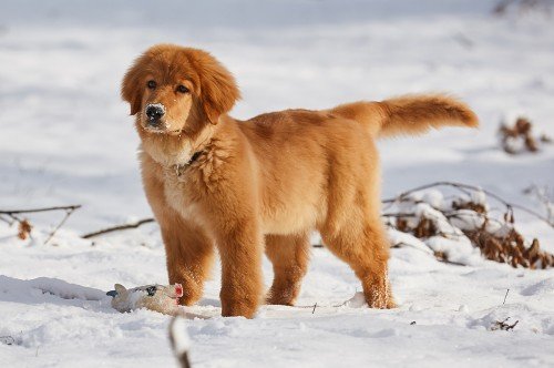 The result is a large, muscular dog with a fierce appearance that is loyal, intelligent, and protective of its family