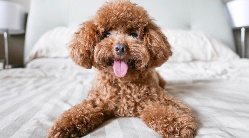 Toy Poodle: Dog Breed Characteristics & Care