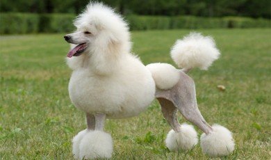 Poodle Breeds Traits And Care