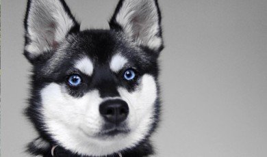 Discovering the Alaskan Klee Kai: A Playful and Loyal Companion Breed