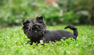 Tips for Training and Maintaining the Health of Your Pet