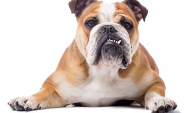 5 Types of Bulldogs for Families