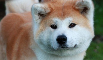 Akita Inu Complete Guide