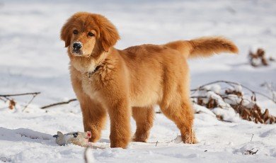 The result is a large, muscular dog with a fierce appearance that is loyal, intelligent, and protective of its family