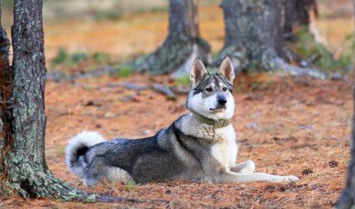 The Versatile and Loyal West Siberian Laika: A Breed Overview